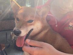 -柴犬高等学院·狗咖·柴犬售卖·宠物训练