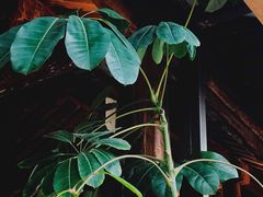 -VOYAGE COFFEE(北锣鼓巷店)