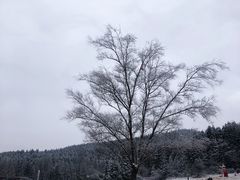 -武陵山森林公园