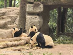 -中国大熊猫保护研究中心雅安碧峰峡基地