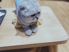 -啵啵喵·猫咖(攀华国际店)