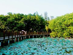 -大湾区中央湿地公园
