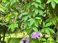-中国科学院西双版纳热带植物园