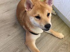 -浣熊柯尔鸭土拨鼠·电玩咖