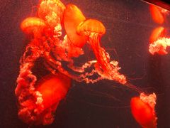 -凯德广场(武胜路店)