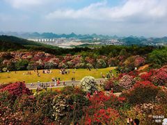 -贵州百里杜鹃风景名胜区