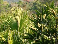 -深圳仙湖植物园