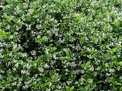 -南宁良凤江国家森林公园