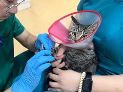 -瑞派天宁宠物医院·猫科·异宠中心