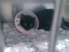 -瑞派名望志远动物医院·猫科·內科·异宠专科(直港大道店)