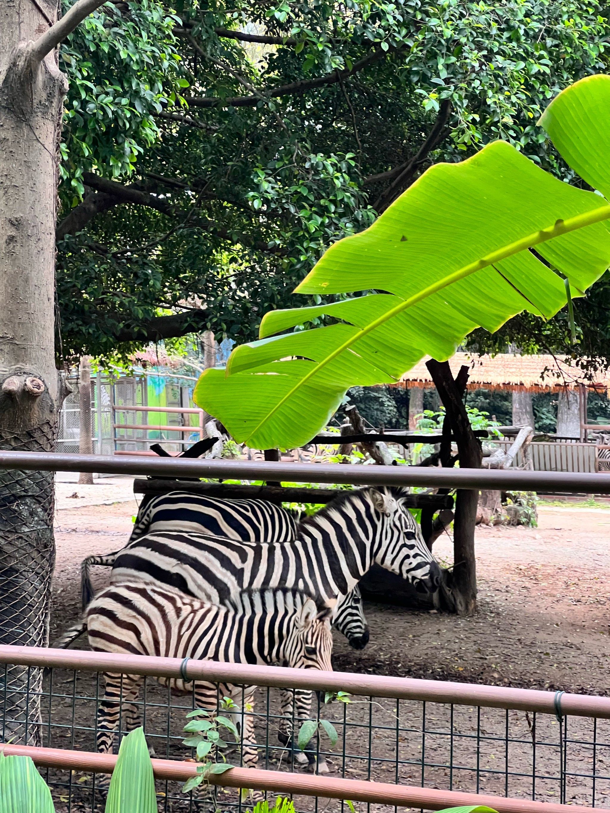 性价比超高的动物园