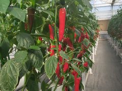 -兰陵国家农业公园