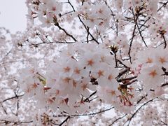 -高东镇樱花园