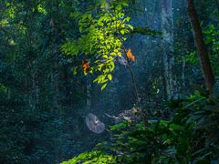 -西双版纳原始森林公园