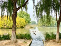 -西安浐灞国家湿地公园