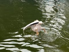 -成都动物园