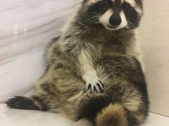 -浣熊柯尔鸭土拨鼠·电玩咖