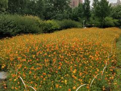 -大宁郁金香公园-停车场