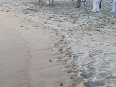 -玫瑰海岸文化旅游度假区
