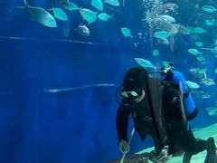 -上海海洋水族馆