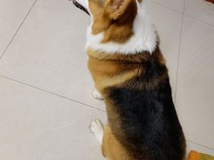 -宠福鑫康馨动物医院·骨科·眼科