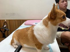-御宝贝24h宠物医院·转诊中心·CT核磁血透中心(厦门总院)