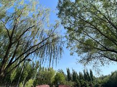 -大兴滨河森林公园