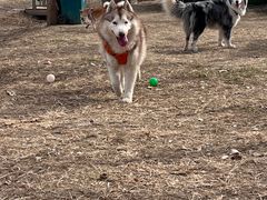 -宠乐会宠物乐园