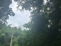 -西双版纳原始森林公园