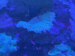 -上和臻品中国菜(花园街店)