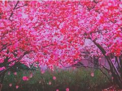 -上海市龙华烈士陵园