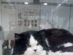 -爱洗澡的猫(天河路店)