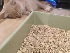 -屋虎猫馆(宝安大仟里店)