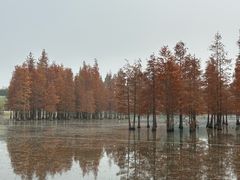 -白鹭湾湿地公园