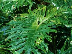 -国家植物园南园