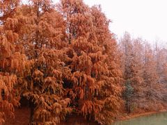 -上海海湾国家森林公园