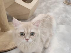 -楼上猫咖(罗湖店)