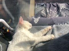 -平行世界·猫咖(首经贸店)