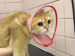 -FAELING PETS美天灵宠物(富力广场店)