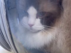 -瑞鹏宠物医院·骨科·猫科·内科(第一中心)