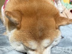 -逗柴咖啡屋·狗咖猫咖宠物桌游