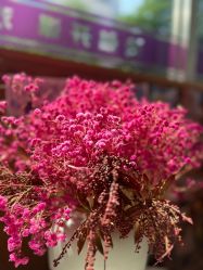 -皇冠瑜伽·普拉提·疼痛康复