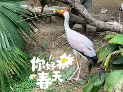 -广州长隆飞鸟乐园