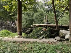 -都江堰中华大熊猫苑