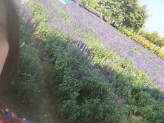 -广东花都香草世界旅游度假区