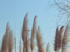 -梁鸿国家湿地公园