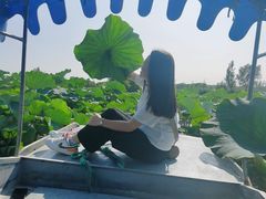 -白洋淀景区