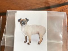 -超宠爱宠物摄影-Super pet