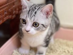 -lincat·猫舍(广州店)