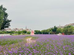 -九龙湖公园